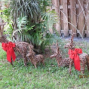 Picture 006